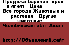 Продажа баранов, ярок и ягнят › Цена ­ 3 500 - Все города Животные и растения » Другие животные   . Челябинская обл.,Аша г.